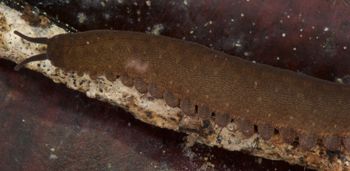 Media type: image; Invertebrate Zoology 131441